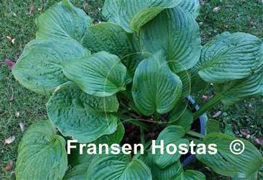 Hosta Watermark